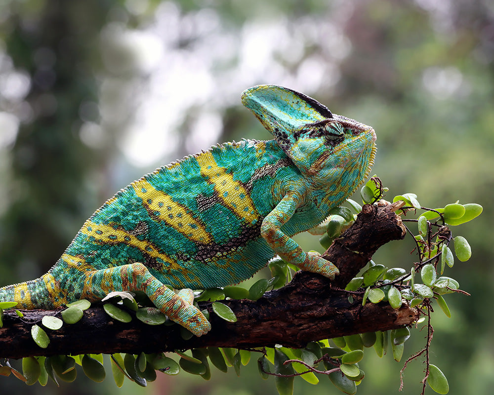 The Importance of UVB Lighting for Reptiles – A Must-Have for Healthy Growth