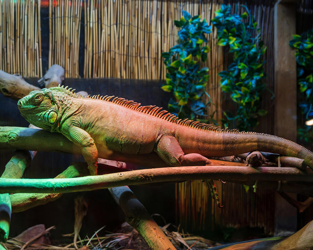 The Ultimate Guide to Choosing the Perfect Reptile Terrarium