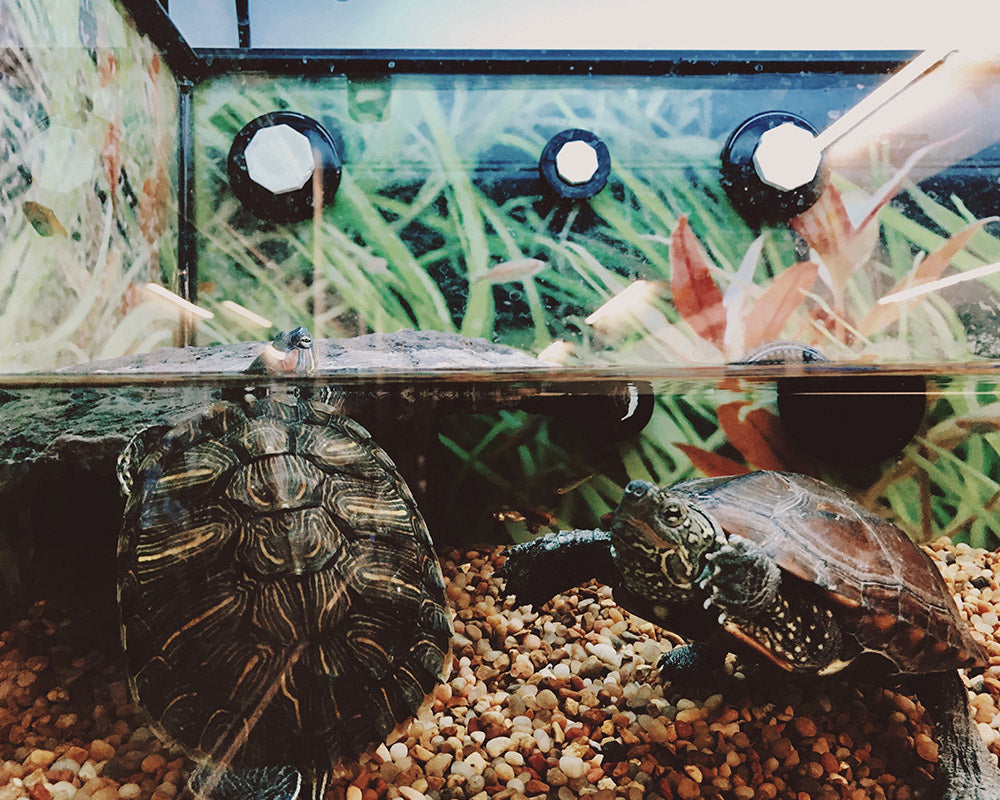 Why Proper Heating is Essential for Reptile Health (And How to Choose the Right Heating Pad)